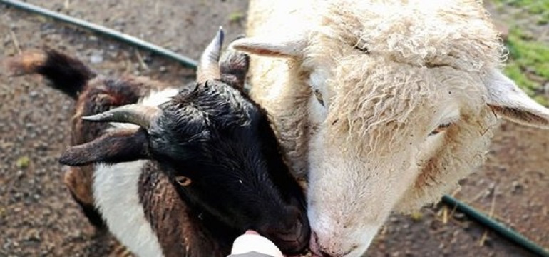 Qurban Mudah Bersama BSI Maslahat