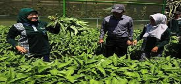Wisata Agro Mini Surabaya Asyik Banget Dikunjungi