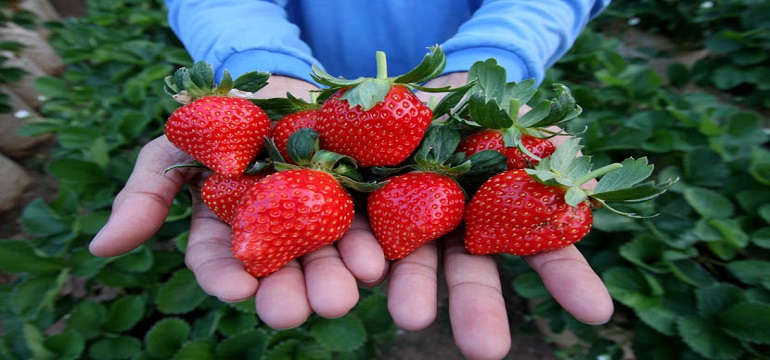 Rahasia Tersembunyi yang Harus Kamu Coba dengan Buah Stroberi