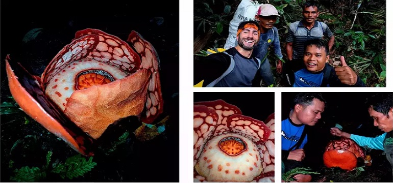 Netizen dan Anies Baswedan Kritik Oxford Soal Rafflesia Hasseltii